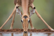 Afrique du Sud - Karongwe Reserve - ©Shutterstock, Villiers Steyn