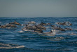 Afrique du Sud - Knysna - Dauphins sur la baie de Knysna - ©Ocean Odyseey