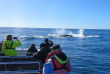 Afrique du Sud - Knysna - Croisière Observation des baleines à Knysna - ©Ocean Odyseey