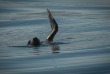 Afrique Du Sud - Knysna - Eco Marine Tour - ©Océan Odyseey