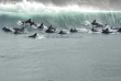 Afrique Du Sud - Knysna - Eco Marine Tour - ©Océan Odyseey