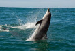 Afrique Du Sud - Knysna - Eco Marine Tour - ©Océan Odyseey