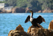 Afrique Du Sud - Knysna - Eco Marine Tour - ©Océan Odyseey