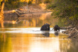 Afrique du Sud - Parc national du Kruger ©Shutterstock, E2dan