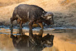 Afrique du Sud - Parc national du Kruger ©Shutterstock, Tony Campbell
