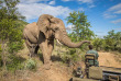 Afrique du Sud - Kruger passion ©Shutterstock Diriye Amey