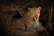 Afrique du Sud - Kruger passion ©Shutterstock Tony Campbell
