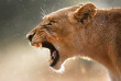 Afrique du Sud - Kruger passion ©Shutterstock Johan Swanepoel