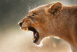 Afrique du Sud - Kruger - Lion ©Shutterstock, Johan Swanepoel