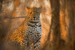Afrique du Sud - Parc national du Kruger ©Shutterstock