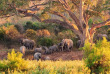 Afrique du Sud - Parc national du Kruger ©Shutterstock