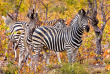 Afrique du Sud - Parc national du Kruger ©Shutterstock