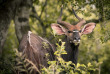 Afrique du Sud - St Lucia Réserve iSimangaliso Wetland Park - ©Shutterstock, Jennifer Sophie