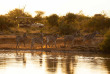 Afrique du Sud - Madikwe Game Reserve - Rhulani Safari Lodge