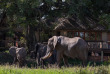 Afrique du Sud - Manyeleti Private Game Reserve - Tintswalo Safari Lodge