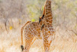 Afrique du Sud - Manyeleti Private Game Reserve - Tintswalo Safari Lodge