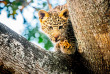 Afrique du Sud - Manyeleti Private Game Reserve - Tintswalo Safari Lodge