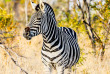 Afrique du Sud - Manyeleti Private Game Reserve - Tintswalo Safari Lodge