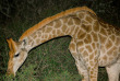Afrique du Sud - Oudtshoorn - Buffelsdrift Game Lodge - Safari