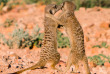 Afrique du Sud - Oudtshoorn - Buffelsdrift Game Lodge - Safari