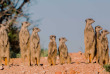 Afrique du Sud - Oudtshoorn - Buffelsdrift Game Lodge - Safari