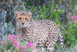 Afrique du Sud - Oudtshoorn - Buffelsdrift Game Lodge - Safari