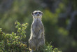 Afrique du Sud - Oudtshoorn - Buffelsdrift Game Lodge - Safari