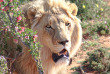 Afrique du Sud - Oudtshoorn - Buffelsdrift Game Lodge - Safari