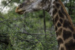 Afrique du Sud - Oudtshoorn - Buffelsdrift Game Lodge - Safari