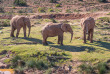 Afrique du Sud - Oudtshoorn - Buffelsdrift Game Lodge - Safari