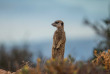 Afrique du Sud - Oudtshoorn - Buffelsdrift Game Lodge - Safari