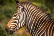 Afrique du Sud - Oudtshoorn - Buffelsdrift Game Lodge - Safari