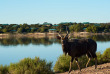 Afrique du Sud - Oudtshoorn - Buffelsdrift Game Lodge - Safari
