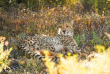 Afrique du Sud - Oudtshoorn - Buffelsdrift Game Lodge - Safari