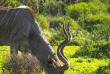 Afrique du Sud - Oudtshoorn - Buffelsdrift Game Lodge - Safari