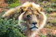 Afrique du Sud - Oudtshoorn - Buffelsdrift Game Lodge - Safari