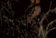 Afrique du Sud - Oudtshoorn - Buffelsdrift Game Lodge - Safari