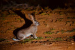 Afrique du Sud - Oudtshoorn - Buffelsdrift Game Lodge - Safari