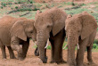 Afrique du Sud - Oudtshoorn - Buffelsdrift Game Lodge - Safari
