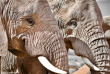 Afrique du Sud - Oudtshoorn - Buffelsdrift Game Lodge - Safari