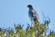Afrique du Sud - Oudtshoorn - Buffelsdrift Game Lodge - Safari
