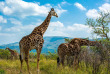 Afrique du Sud - Kwazulu Natal - Parc national de Hluhluwe-Imfolozi - ©Shutterstock, Lukasz Nycz