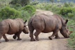 Afrique du Sud - Kwazulu Natal - Parc national de Hluhluwe-Imfolozi - ©Shutterstock, Jens Bee