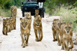 Afrique du Sud - Sabi Sabi Private Game Reserve - Sabi Sabi Little Bush