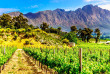 Civilisations d'Afrique du Sud - Route des Vins ©Shutterstock, Harry Beugelink