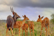 Afrique du Sud - Parc national Hluhluwe Imfolozi- ©Shutterstock, Wolf Avni