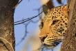 Botswana - Safari guidé en bivouac - Bush Ways Safaris