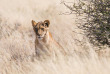 Botswana - Safari guidé en bivouac  - Bush Ways Safaris