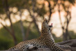 Botswana - Safari Guidé en lodge de Maun à Victoria Falls