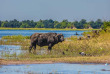 Botswana - Parc national de Chobe ©Shutterstock, Kavram